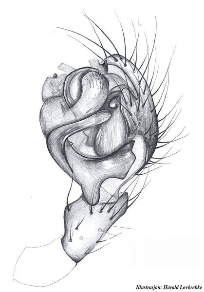 Datei:Macrargus multesimus palp HLovbrekke.jpg