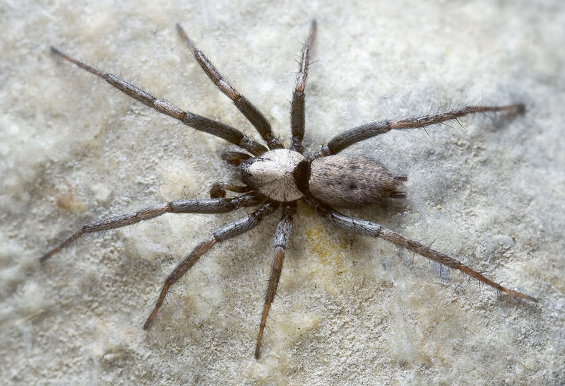 Datei:Nomisia-excerpta Sardinien-Bosa 13-05 01.jpg