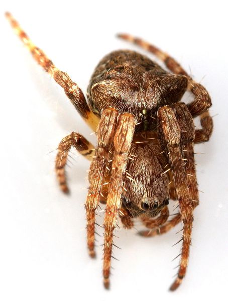 Datei:Omoeda Allgäu 10.11..JPG