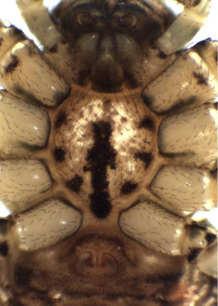 Datei:Ozyptila practicola female sternum HLovbrekke.jpg