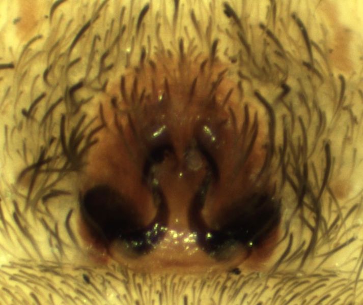 Datei:Trochosa ruricola epigyn foto HLovbrekke.jpg