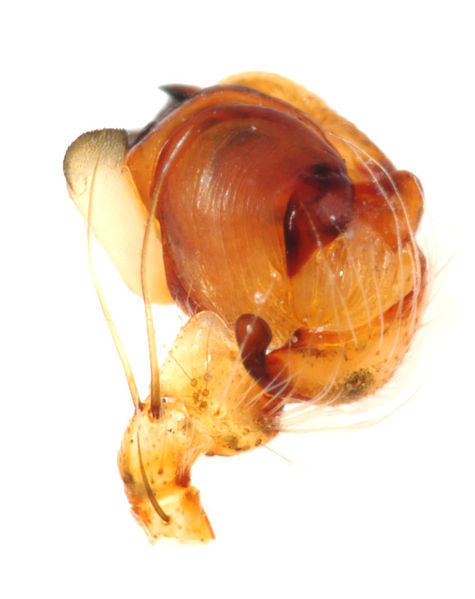 Datei:Araneus diadematus male A3294 PN6072.JPG
