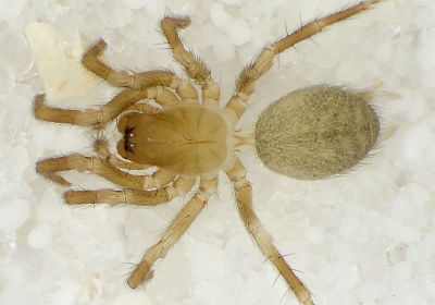 Hahnia-helveola No-Risnesoina 09-12 01.jpg