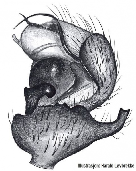 Datei:Hybauchenidium ferrumequinum palp HLovbrekke.jpg