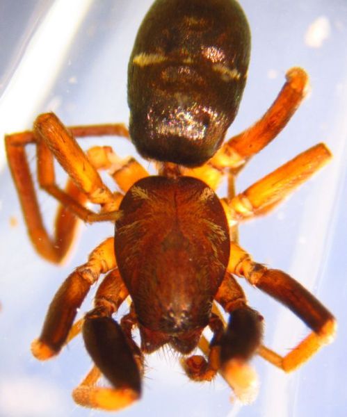 Datei:Micaria nivosa m prosoma BAadland.JPG