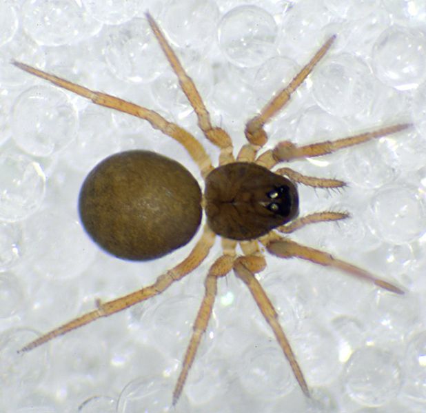 Datei:Minyriolus pusillus 10.09.11-461-3 dorsal-800.jpg