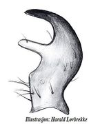 Tibialapophyse