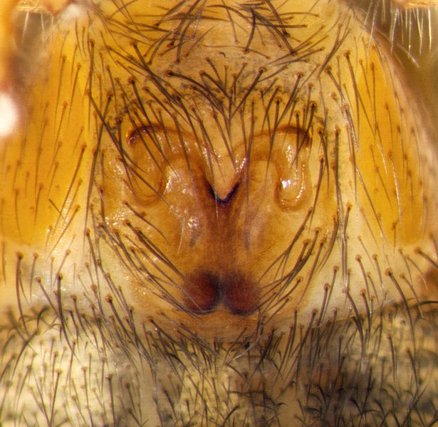 Datei:Setaphis-gomerae Teneriffa-LasCasas 15-07 02-Epig.jpg