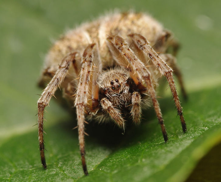 Datei:Agalenatea redii female A5755 PK0044.JPG