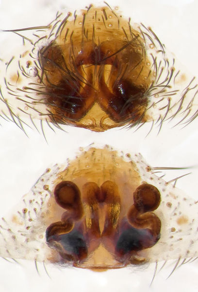 Datei:Alopecosa-albofasciata GR-Perama 10-09 02-Epig-Vulva.jpg