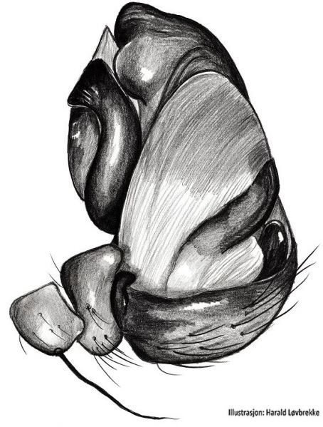 Datei:Cyclosa conica palp HLovbrekke.jpg