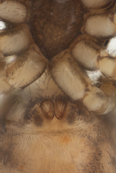 Datei:Pseudeuophrys obsoleta BG Karnobat 12.V.2018.jpg