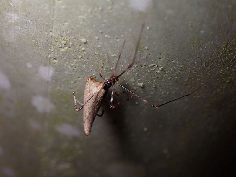 Datei:Rhomphaea nasica Pula 2024 (3).JPG