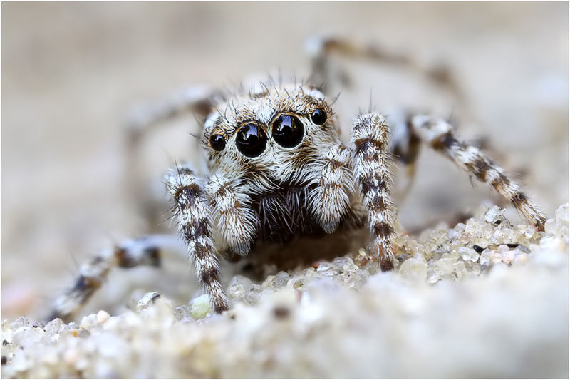 Datei:Sitticus distinguendus female frontal Schaefer.jpg