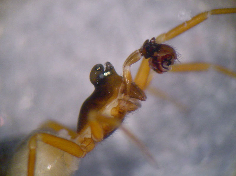 Datei:Walckenaeria cucullata 4 1024.jpg