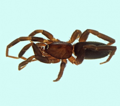 Zelotes criniger male 20170622212655-182bef63-me.jpg