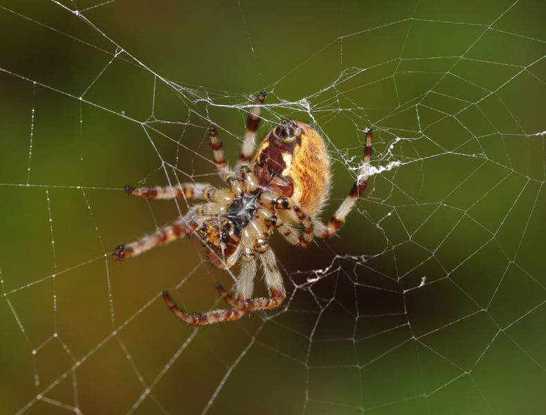 Datei:Araneus quadratus female A5956 PK8209.JPG