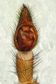 linker Pedipalpus von ventral