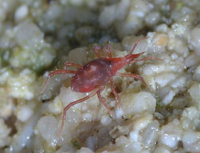 Bdellodes longirostris gigi 1.jpg