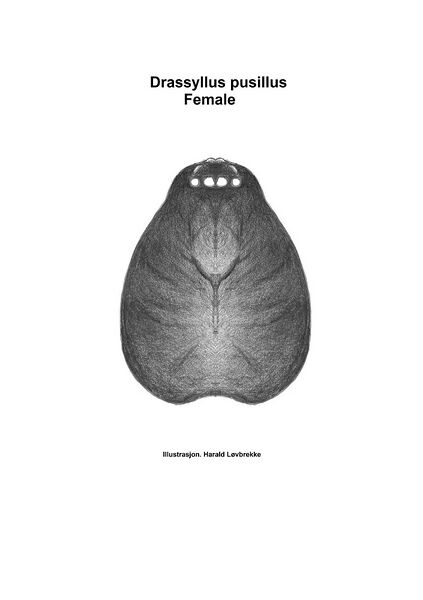 Datei:Drassyllus pusillus hab. edd.jpg