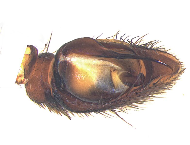 Datei:Gnaphosa baida mpalp-left-vetral-ifby-hp.jpg