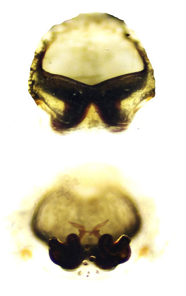 Datei:Heliophanus apiatus EpiVulva Pfliegler.jpg