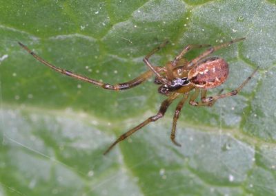 K. aulica sard male 1.jpg