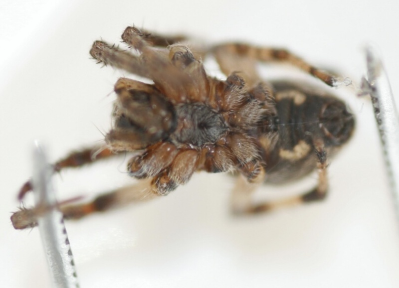 Datei:Larinioides suspicax Primorsko v.jpg