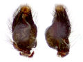 Pedipalpus