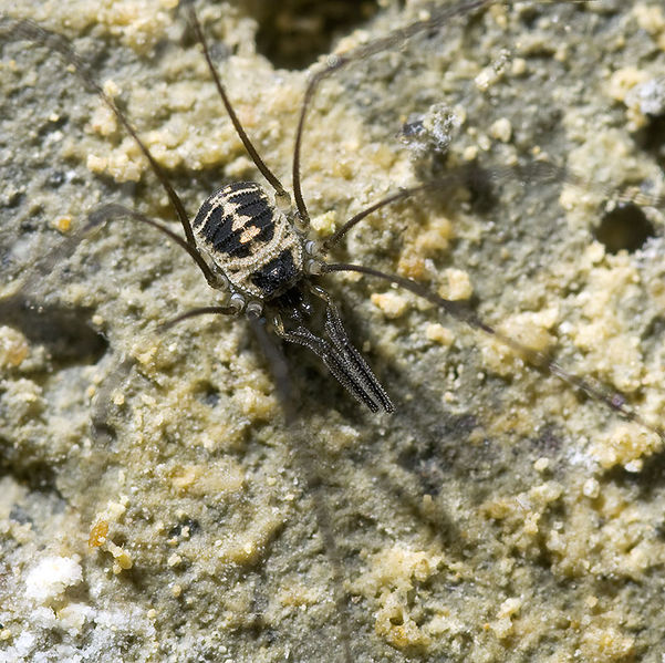 Datei:Mitostoma-pyrenaeum Dordogne 11-09 01-male.jpg