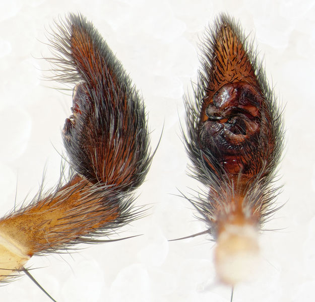 Datei:Pardosa-morosa Rennes-les-Bains 15-09 06-ped.jpg