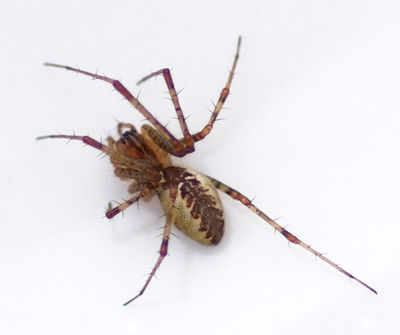 Pityohyphantes phrygianus 2.jpg