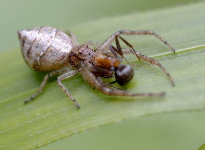 Tmarus piger 2 klein.jpg