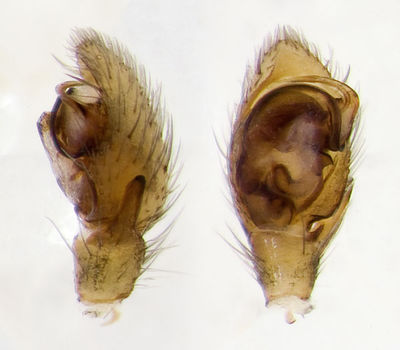 Trachyzelotes-holosericeus Sardinien-Bosa 13-04 01-Ped.jpg