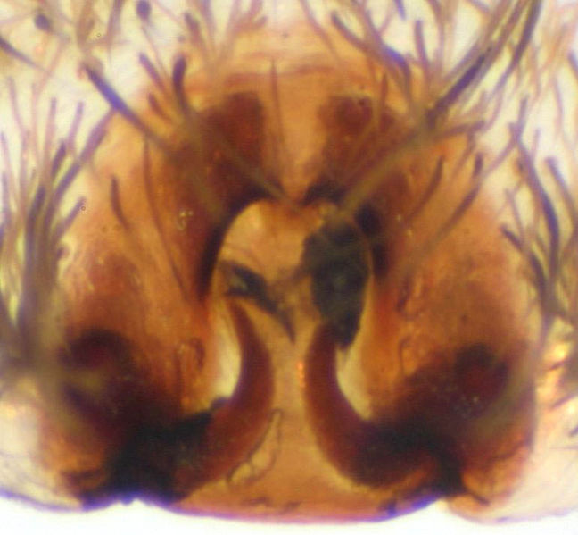 Datei:Trochosa ruricola Epigyne.jpg