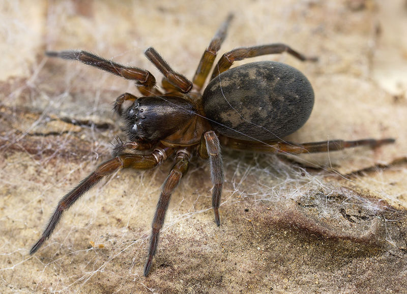 Datei:Amaurobius-pallidus Bulgarien-Losen 16-10 03-female.jpg