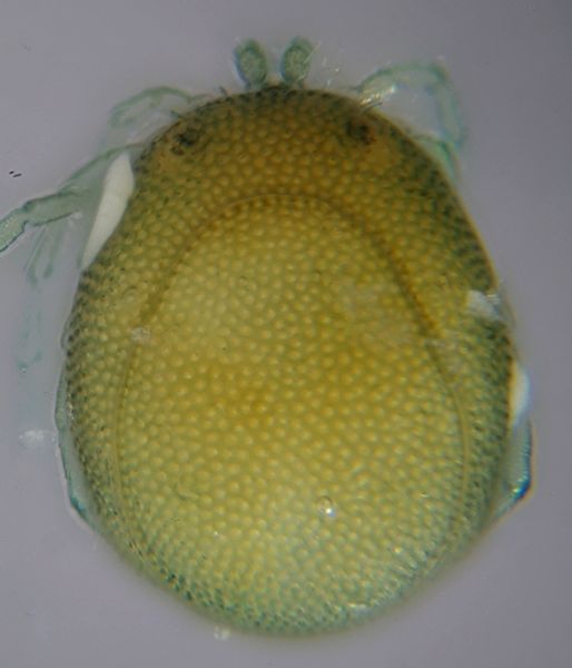 Datei:Arrenurus Megaluracarus globator female1.jpg