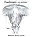 Epigyne ventral