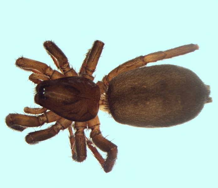 Datei:Gnaphosa badia female 20160327192424-513454b3-me.jpg