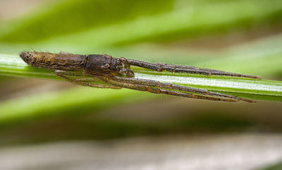 Monaeses-paradoxus Sardinien-DueneBach 13-04 04.jpg