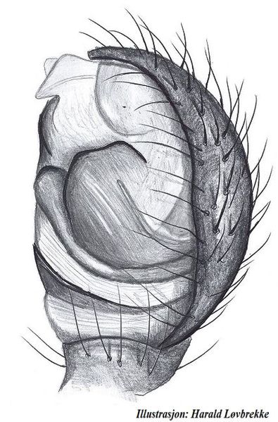 Datei:Phycosoma inornatum palpside HLovbrekke.jpg