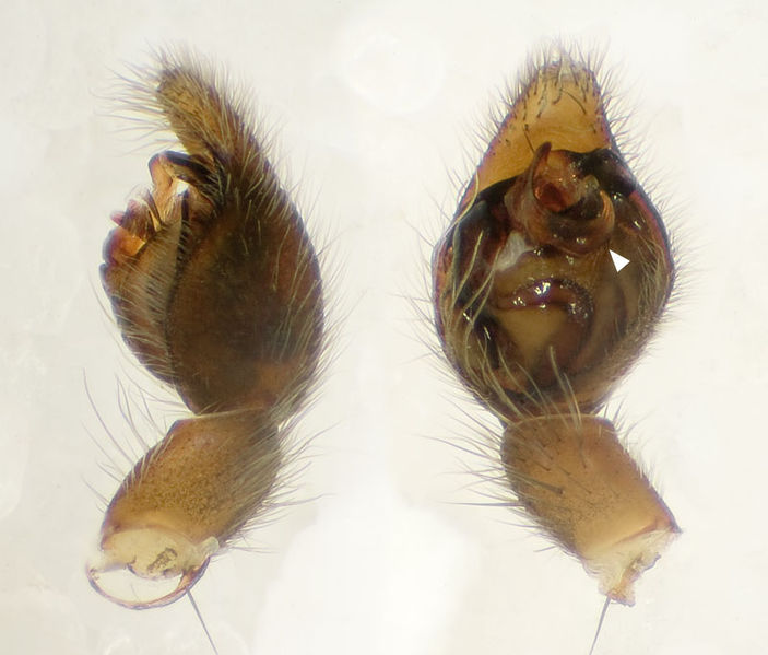 Datei:Pirata-hygrophilus Paulinzella 08-07 04-Ped.jpg