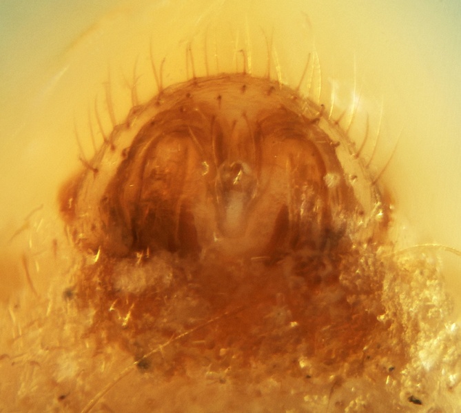 Datei:Troglohyphantes cantabricus Epigyne 20180107190445-4858e699-me.jpg