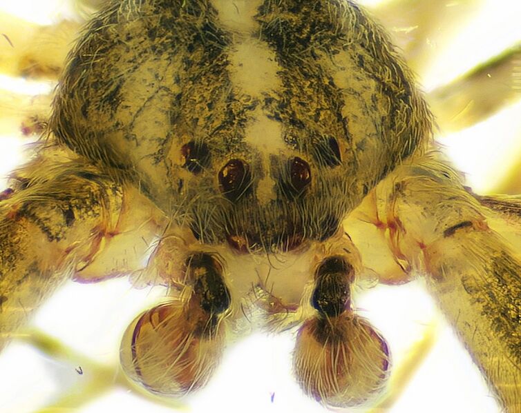 Datei:Uloborus plumipes 3.jpeg