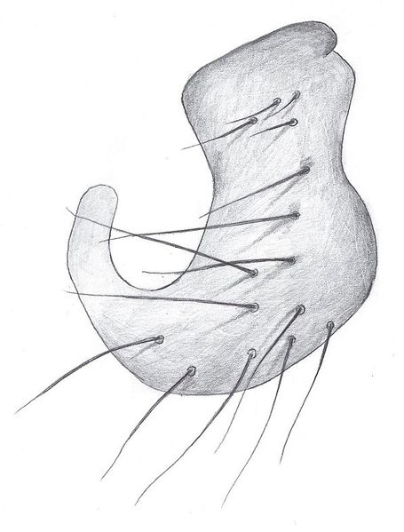Datei:Bathyphantes gracilis Paracymbium links HLoevbrekke.jpg