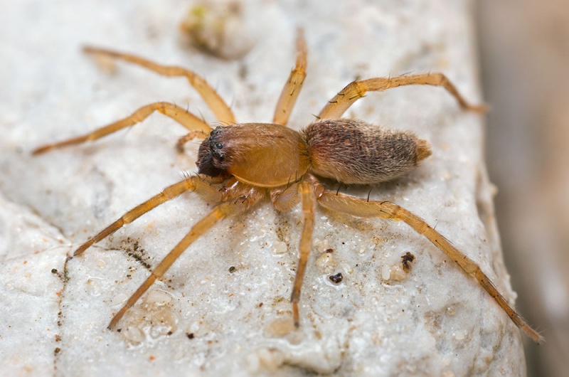 Datei:Clubiona-similis Karwendel 17-07 01-female.jpg
