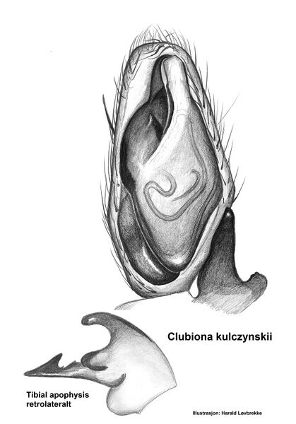 Datei:Clubiona kulczynskii male AO.jpg
