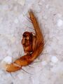 Pedipalpus retrolateral