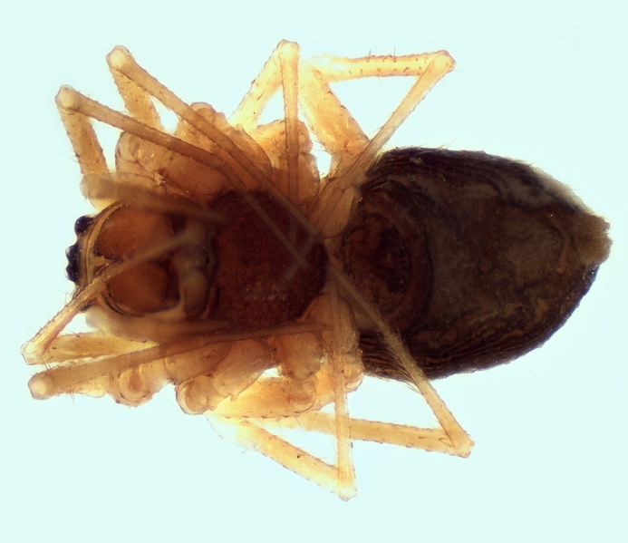 Datei:Trichoncus scrofa female ventral 20151030210914-56d4a84f-me.jpg