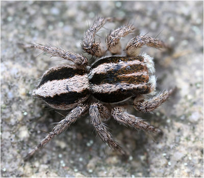 Aelurillus monardi dorsal Schaefer.jpg